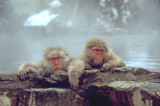 Snow monkeys relaxing in spa