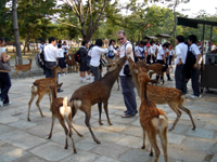 nara