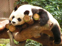 panda
