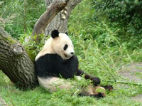 panda