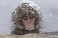 snow monkeys