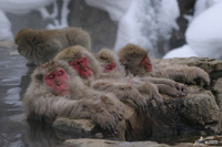 snow monkeys